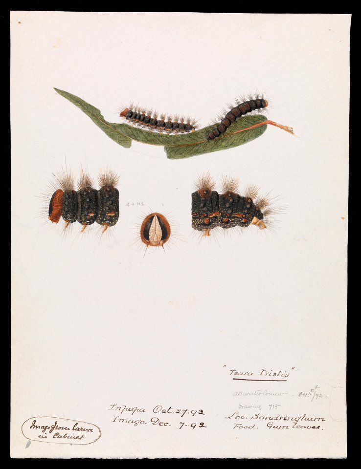 Arthur Bartholomew - Caterpillar, Epicoma contristis, Teara tristis - Google Art Project