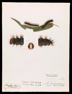 Arthur Bartholomew - Caterpillar, Epicoma contristis, Teara tristis - Google Art Project
