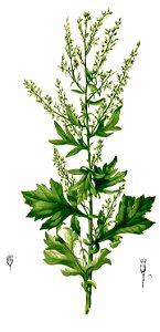 Artemisia vulgaris Blanco2.329-cropped
