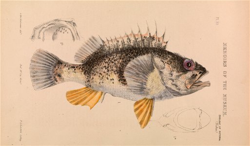 Arthur Bartholomew - Ocean Perch, Helicolenus percoides - Google Art Project