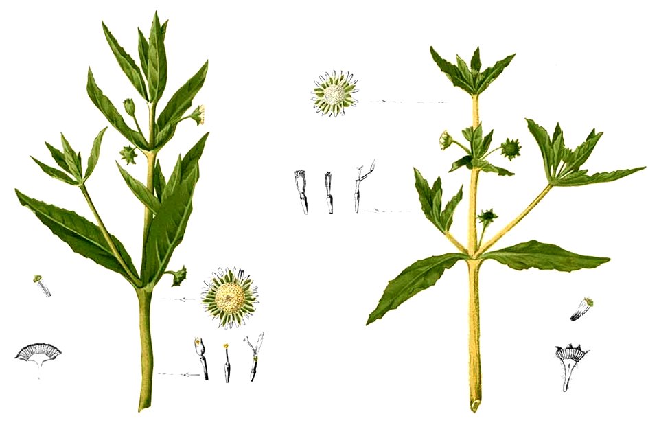 Artemisia viridis Blanco2.284-cropped