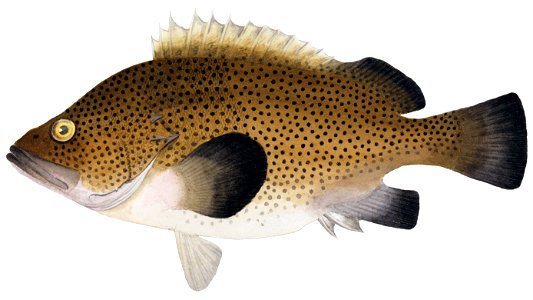 Arthur Bartholomew - Eastern Wirra, Acanthistius ocellatus - Google Art Project 2