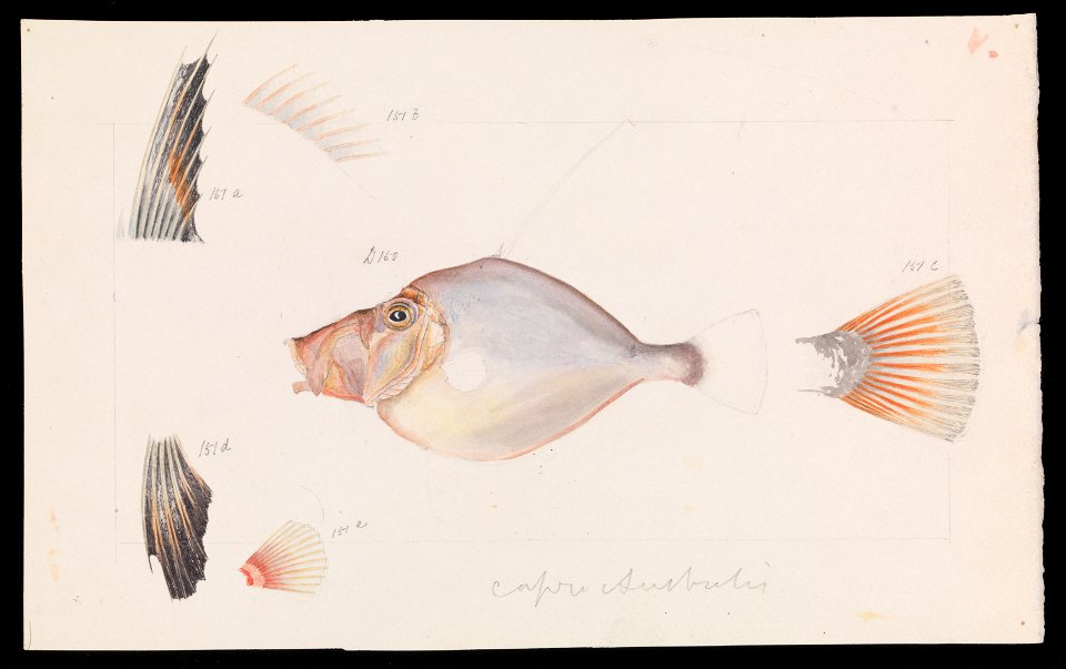 Arthur Bartholomew - Silver Dory, Cyttus australis - Google Art Project