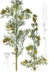 Artemisia maritima Sturm36-cropped