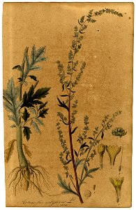 Artemisia vulgaris Mann