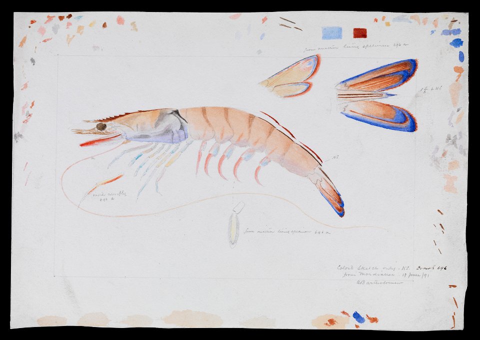 Arthur Bartholomew - Prawn - Google Art Project