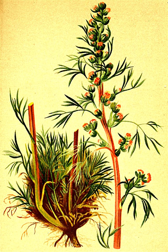 Artemisia nana Atlas Alpenflora