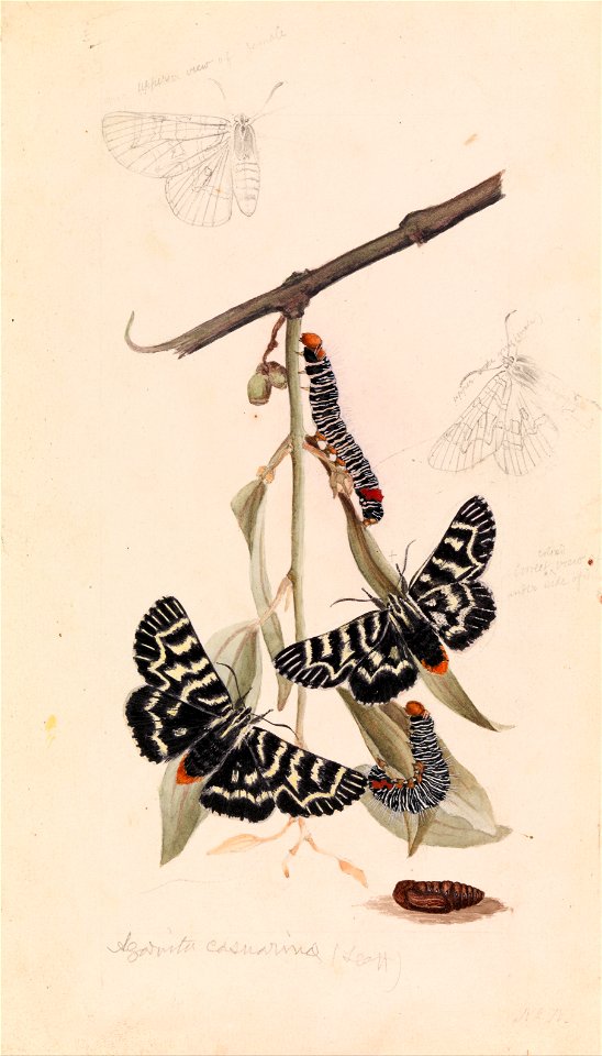 Arthur Bartholomew - Vine moth, Comocrus behri - Google Art Project