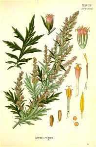 Artemisia vulgaris - 001x