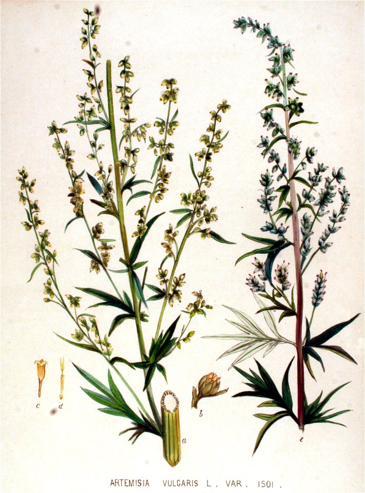 Artemisia vulgaris — Flora Batava — Volume v19