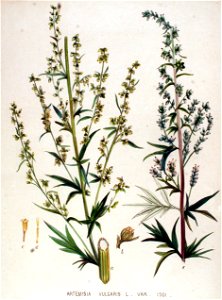 Artemisia vulgaris — Flora Batava — Volume v19