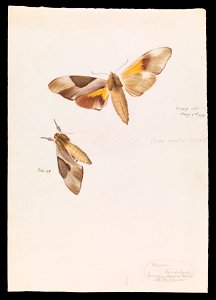 Arthur Bartholomew - Double Headed Hawk Moth, Coequosa triangularis - Google Art Project