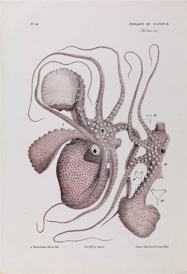 Arthur Bartholomew - Paper Nautilus, Argonauta nodosa - Google Art Project