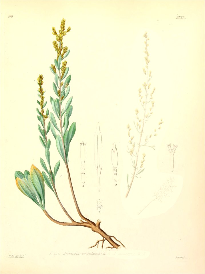 Artemisia caerulescens ssp caerulescens