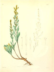 Artemisia caerulescens ssp caerulescens. Free illustration for personal and commercial use.