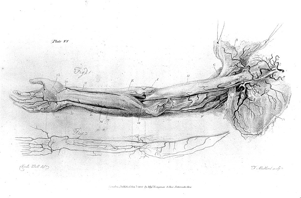 Arteries, 1801 Wellcome L0010510