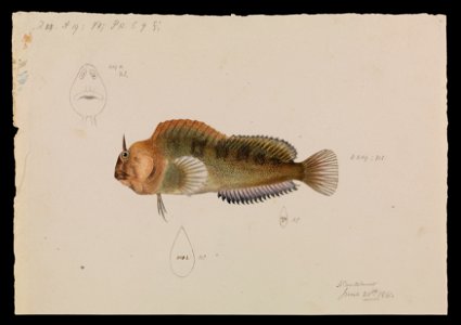 Arthur Bartholomew - Tasmanian Blenny, Parablennius tasmanianus - Google Art Project