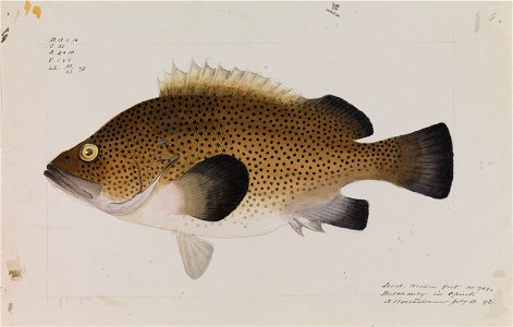 Arthur Bartholomew - Eastern Wirra, Acanthistius ocellatus - Google Art Project