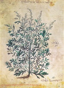 Artemisia etera polyclonos C.J.A