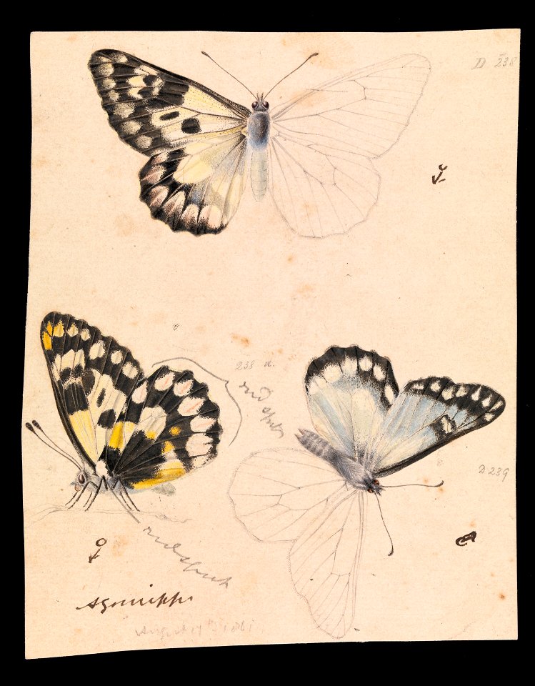 Arthur Bartholomew - Wood White Butterfly, Delias aganippe - Google Art Project