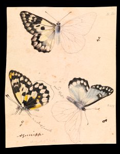 Arthur Bartholomew - Wood White Butterfly, Delias aganippe - Google Art Project