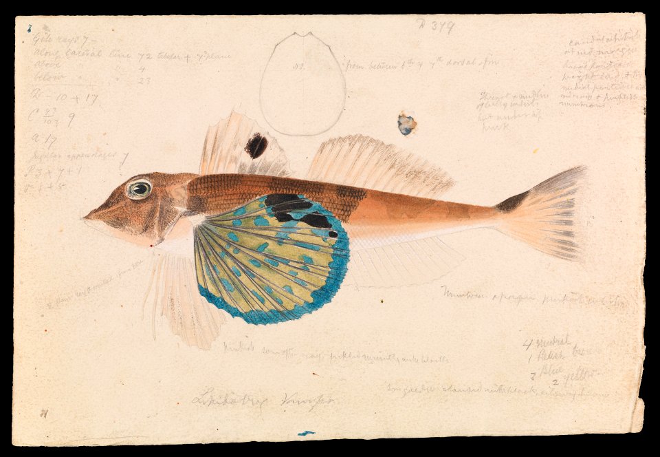 Arthur Bartholomew - Butterfly Gurnard, Lepidotrigla vanessa - Google Art Project