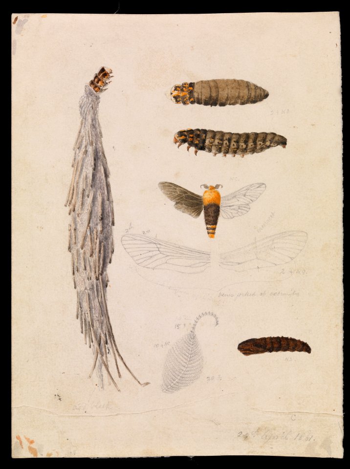Arthur Bartholomew - Saunders' Case-Moth, Metura elongatus - Google Art Project