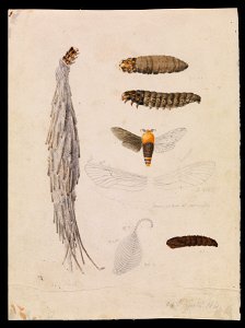 Arthur Bartholomew - Saunders' Case-Moth, Metura elongatus - Google Art Project