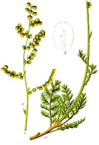 Artemisia laciniata Sturm33