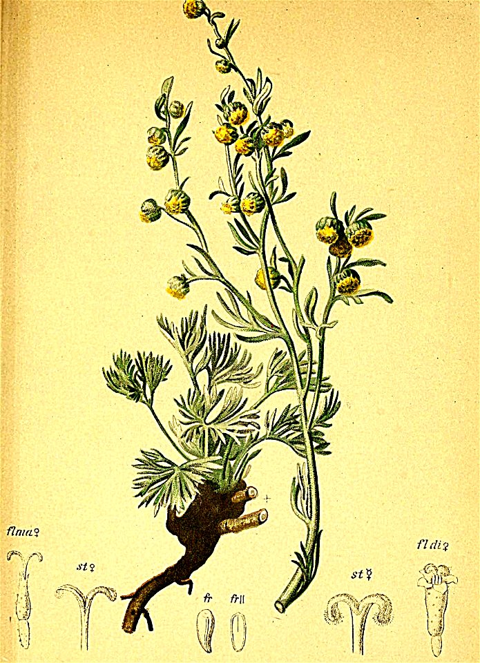 Artemisia mutellina Atlas Alpenflora