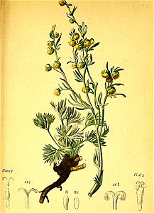 Artemisia mutellina Atlas Alpenflora
