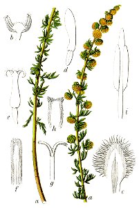 Artemisia rupestris Sturm32