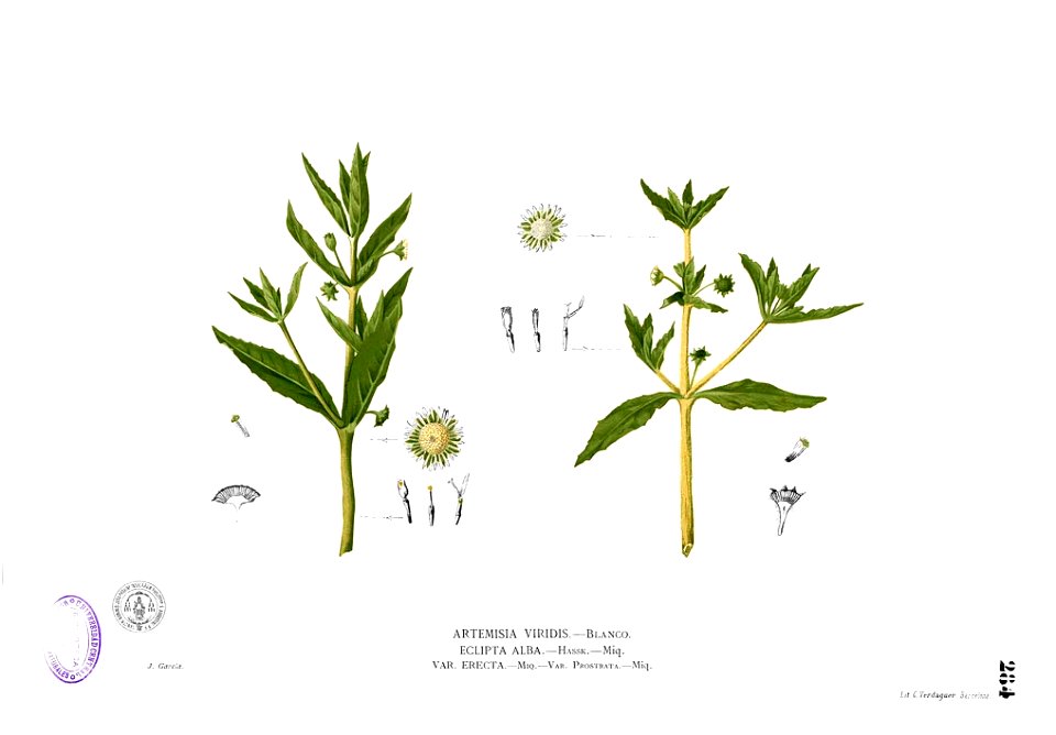 Artemisia viridis Blanco2.284