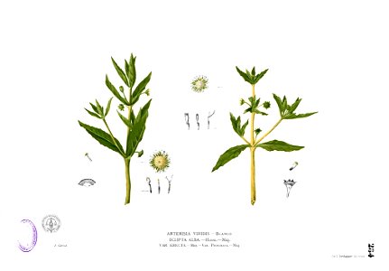 Artemisia viridis Blanco2.284. Free illustration for personal and commercial use.