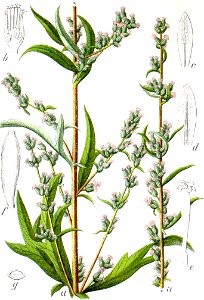 Artemisia vulgaris Sturm13035