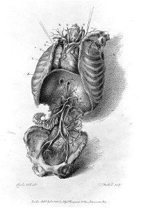 Arteries, 1801 Wellcome L0010509