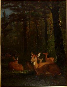 Arthur Fitzwilliam Tait - Deer in Forest - y1959-68 - Princeton University Art Museum