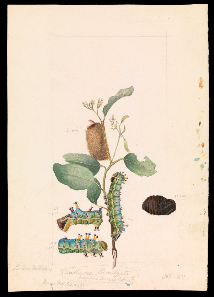 Arthur Bartholomew - Emperor Gum Moth, Opodiphthera eucalypti - Google Art Project