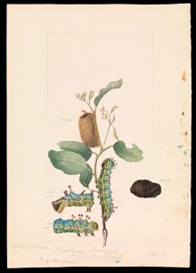 Arthur Bartholomew - Emperor Gum Moth, Opodiphthera eucalypti - Google Art Project