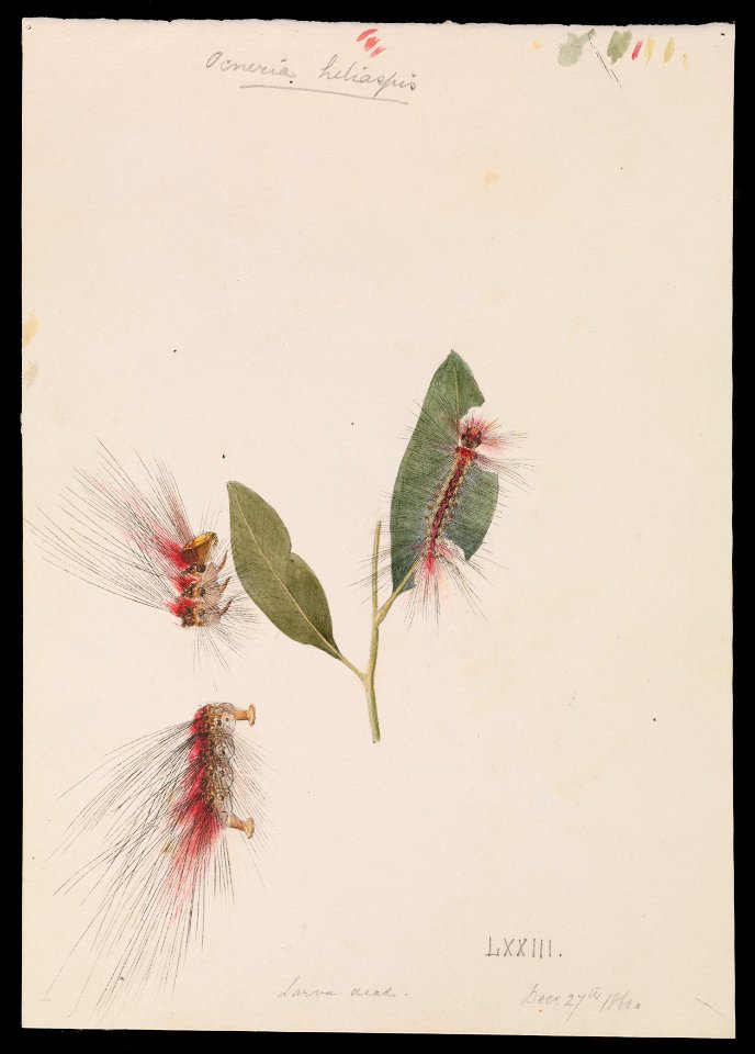 Arthur Bartholomew - Rose Anthelid, Chenuala helispis - Google Art Project