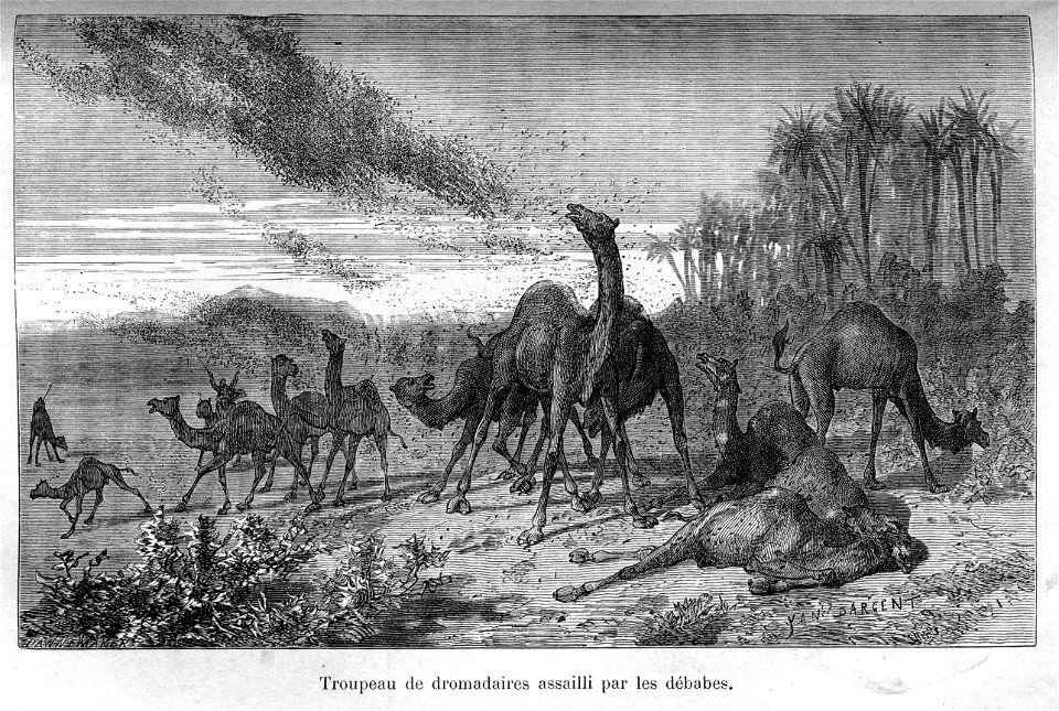Arthur Mangin Nos ennemis, illustration par Pannemaker fils (Stéphane) et Yan Dargent