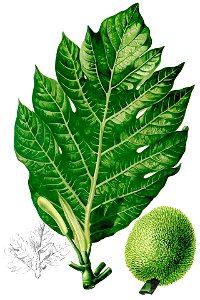 Artocarpus camansi Blanco2.457-cropped