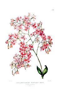 Artorima erubescens