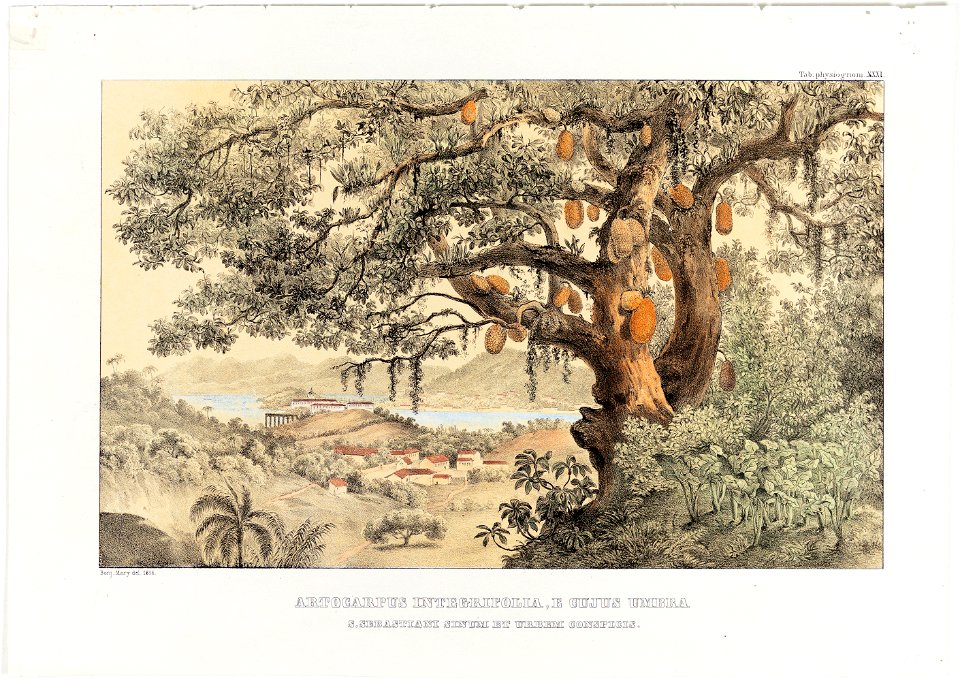 Artocarpus integrifolia, e cujus umbra S. Sebastiani Sinum et Urbem Conspicis, da Coleção Brasiliana Iconográfica