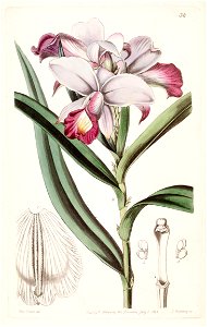 Arundina graminifolia (as Arundina densa) - Edwards vol 28 (NS 5) pl 38 (1842). Free illustration for personal and commercial use.