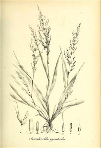 Arundinella agrostoides - Species graminum - Volume 3
