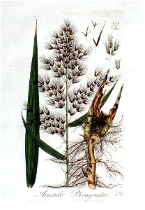 Arundo phragmites — Flora Batava — Volume v3