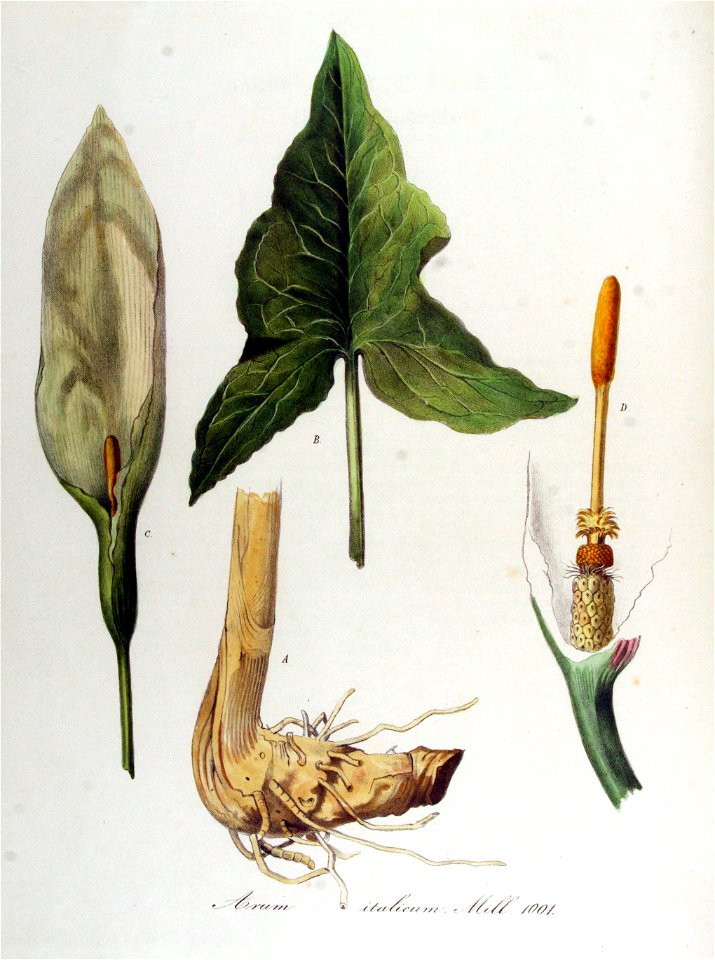 Arum italicum — Flora Batava — Volume v13