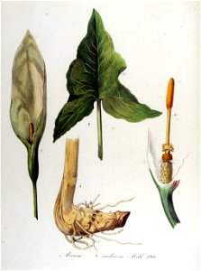 Arum italicum — Flora Batava — Volume v13