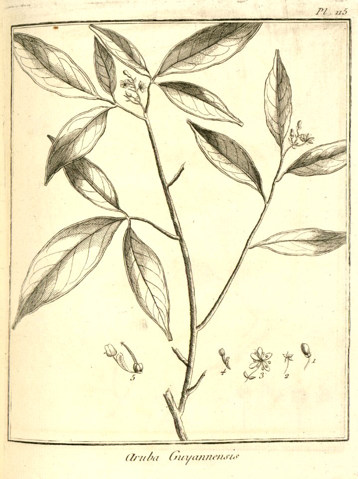 Aruba guianensis Aublet 1775 pl 115